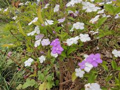-东莞植物园