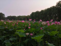 -东郊湿地公园