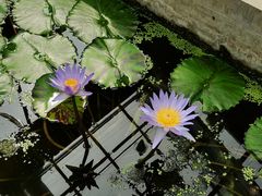 -国家植物园南园