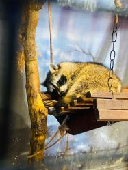 -酷嗒动物文化乐园(cutezoo西溪乐天城店)