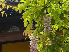 -龙华素斋(龙华路店)