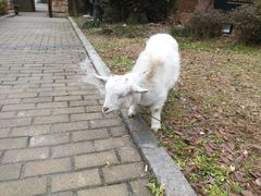 android_upload_pic-阳澄湖费尔蒙酒店颐丰阁中餐厅(马鞍山西路店)