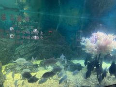 -烟台海昌鲸鲨海洋公园
