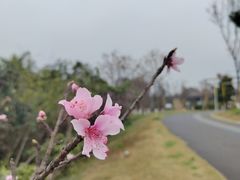 -桂溪生态公园