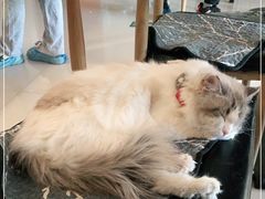 -平行世界·猫咖(首经贸店)