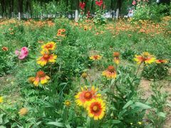 -永定河休闲森林公园