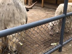 -长白岛森林公园