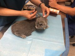 -喜多萌中农锦绣动物医院24H·猫科·牙科MRI·CT