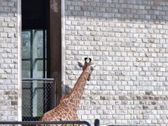 -石家庄市动物园