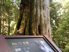 -阿里山神木遗迹