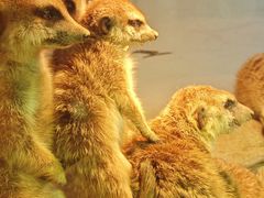 -鸡鸣汤包(红山动物园店)