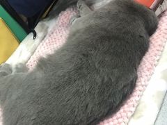 -达爱动物医院·犬猫分区·CT·复杂眼科(远洋山水分院)