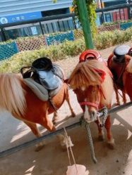 -萌宠亲子动物乐园(槐房万达店)