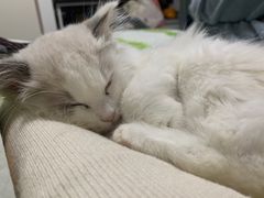 -关爱动物医院·心脏·中兽医·异宠(金牛路分院)