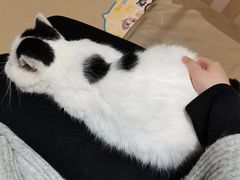 -藏猫猫咖啡主题馆(中央大道店)