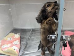 -萌宠之家·腊肠犬·马尔泰·小体犬舍