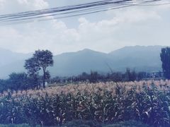 -王顺山国家森林公园