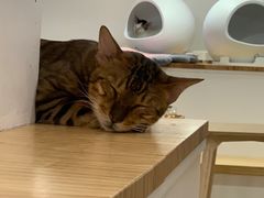 -李小姐の猫咖啡馆(五角场店)