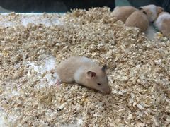 -怪兽屋·羊驼·猫咖·狗咖(俊华广场店)