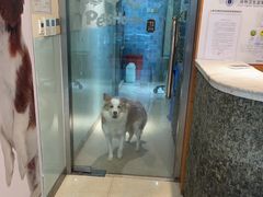 -瑞派申生动物医院·24H夜诊·国际动物医疗中心·骨外科(吴中路店)