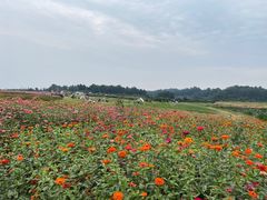 -空港花田景区