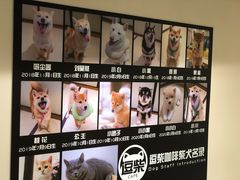 -逗柴咖啡屋·狗咖猫咖宠物桌游