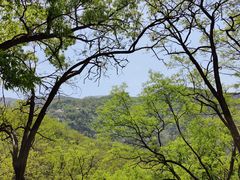 -鲁山国家森林公园