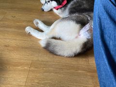 -Husky Go! 哈士奇体验馆·宠物咖啡厅狗咖