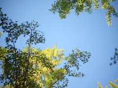 -三里屯东五街银杏大道
