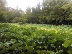 -四川大学(华西校区)