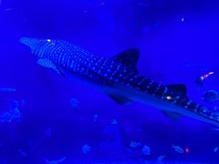 -烟台海昌鲸鲨海洋公园