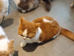 -飞行喵MR PILOT|猫舍·猫咖(静安大融城店)