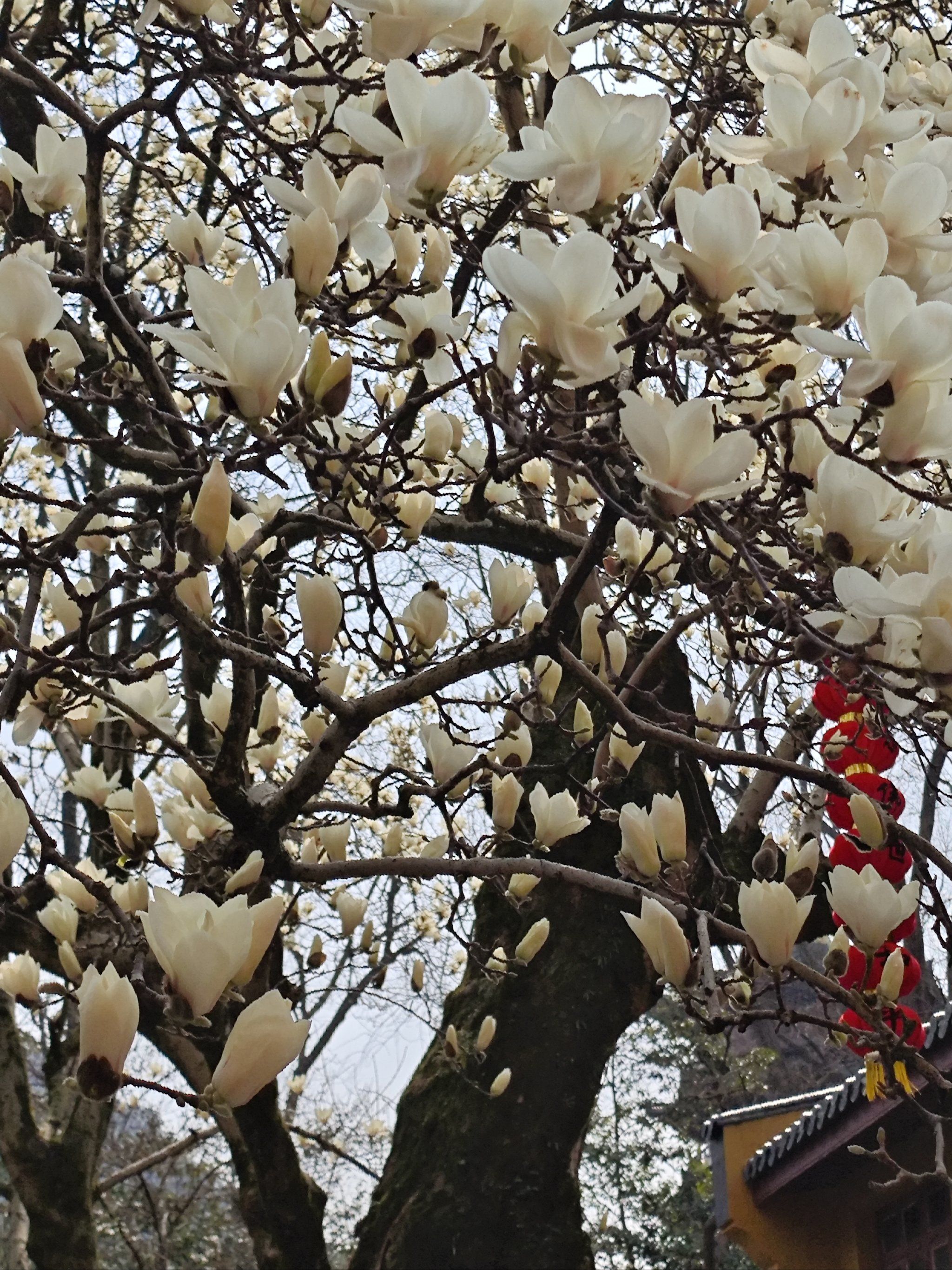 500年的玉兰树盛开了