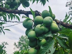 -成都中医药大学(温江校区)