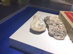 -贝壳王国博物馆