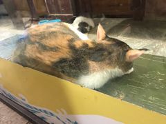 -猫咪博物馆(顶澳仔猫街店)