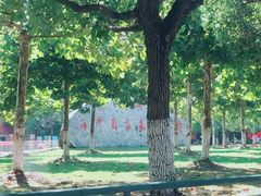 -上海海湾国家森林公园