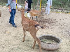 -合肥滨湖国家森林公园