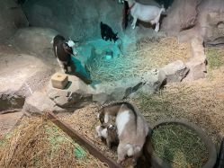 -酷嗒动物文化乐园(cutezoo西溪乐天城店)