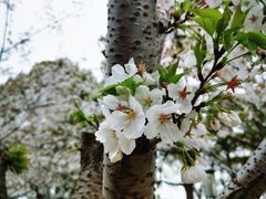 -高东镇樱花园