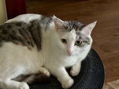 -北京观赏动物医院·24小时大型综合·猫专科·异宠专科