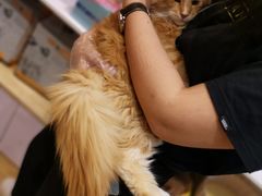 -屋虎猫馆(宝安大仟里店)