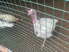 -南宫五洲植物乐园