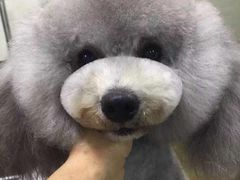 -优缇多格专业宠物美容师培训学校