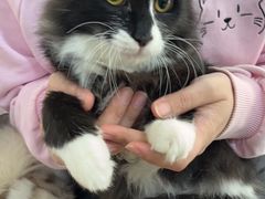 -美联众合动物医院·24h京西诊疗中心