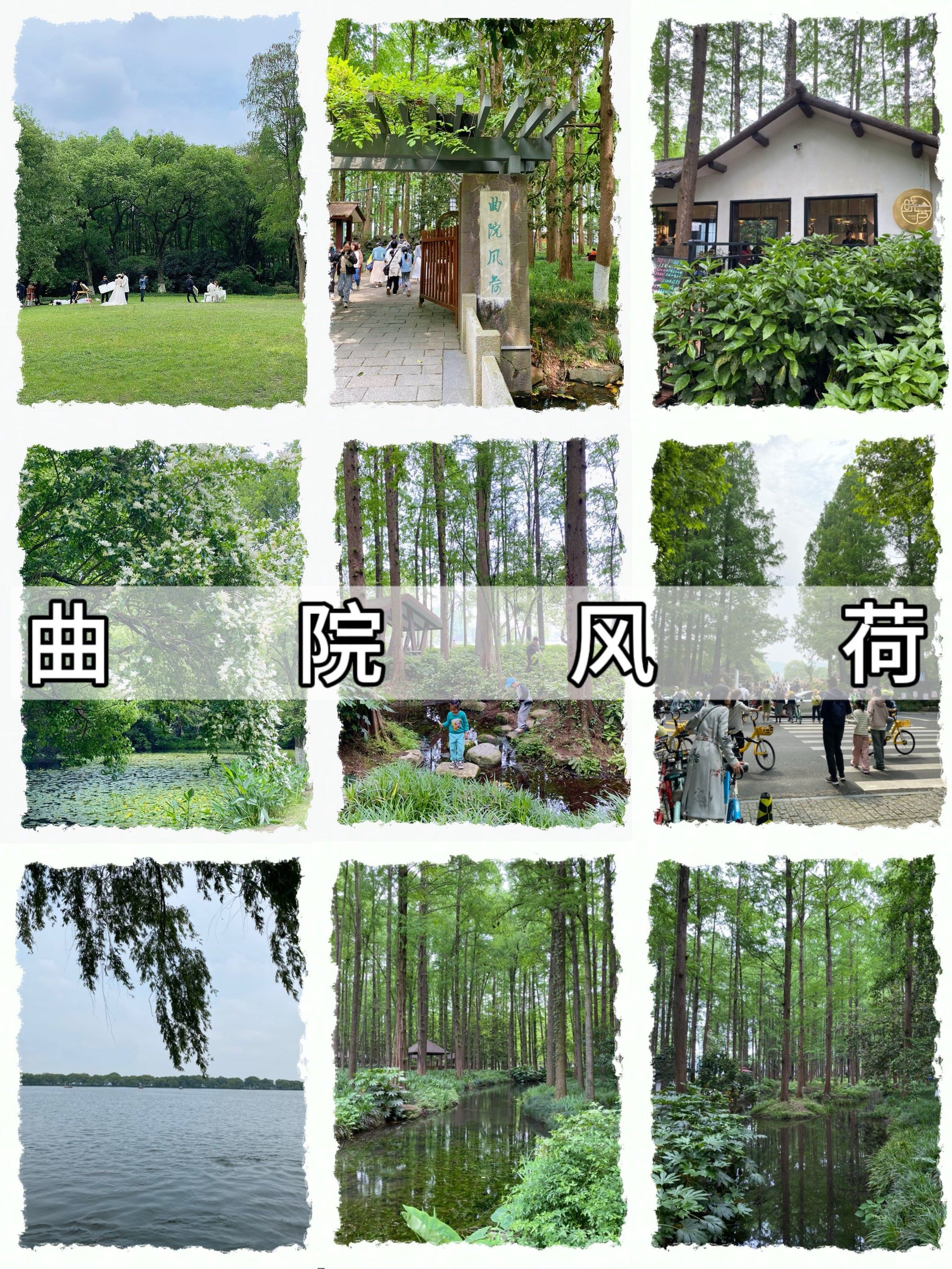 杭州西湖名胜风景区景点图鉴|曲院风荷