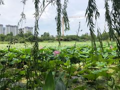 -澹台湖公园