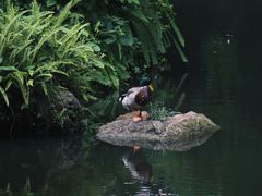 -广州兰圃