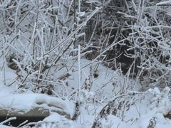 -太子岭滑雪场