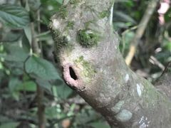 -中国科学院西双版纳热带植物园